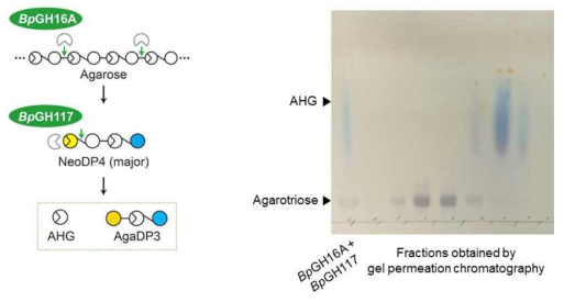 장내미생물 B. plebeius의 BpGH16A 및 BpGH117 효소 유전자 발현 및 반응을 통한 AHG와 아가로트리오스 생산