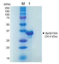 B. plebieus 유래의 아가분해효소인 BpGH16A를 과발현한 후 정제한 결과