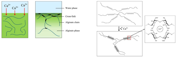 Ca2+에 의한 alginate의 가교화