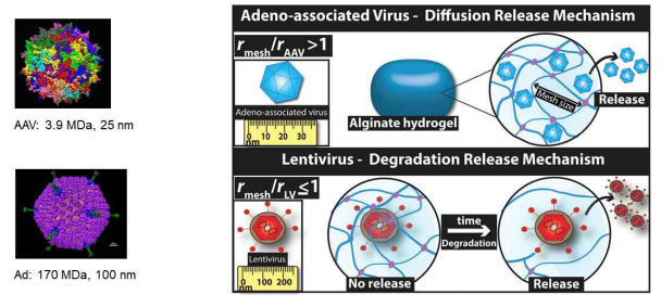 Alginate hydrogel에서 AAV 또는 adenovirus의 방출 기전