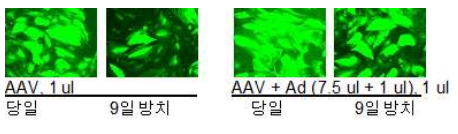 상온에서 시간에 따른 AAV 활성의 감소