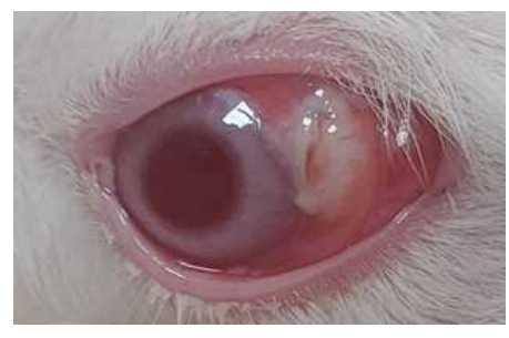 AAV 탑재 alginate hydrogel의 토끼 안구에 삽입. Alginate hydrogel 삽입 3주까지 충혈과 같은 염증반 응을 포함한 그 어떤 이상반응도 관찰되지 않았음