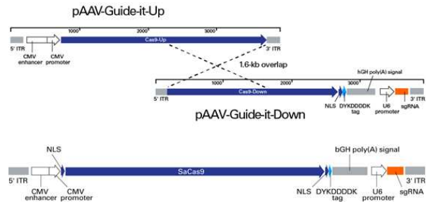 AAV-CRISPR/SpCas9 vector (위)와 AAV–CRISPR/SaCas9 vector (아래)의 모식도