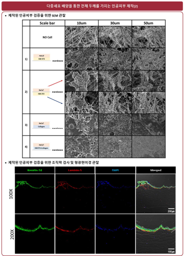 NIH3T3-Collagen/HaCaT로 구성된 전체두께를 가지는 인공피부 모델