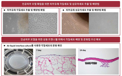 각질세포/섬유아세포 추출 및 배양법 확보