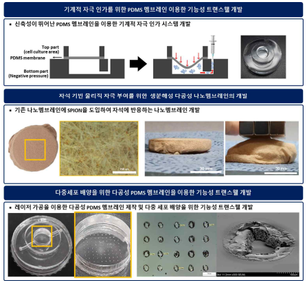 새롭게 디자인된 기능성 트랜스웰 개발