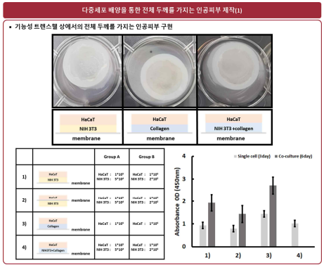 다중세포 배양 및 구조에 따른 기능성 트랜스웰기반 인공피부