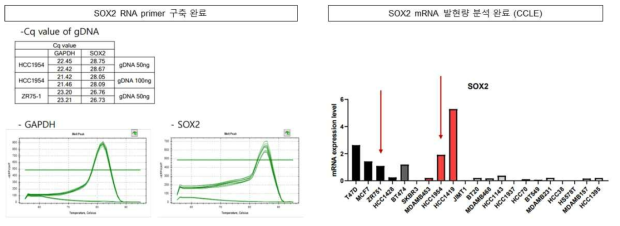 SOX2 유전자 RNA primer 구축 및 유방암 세포주별 발현량 분석