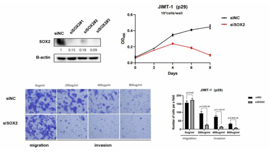 SOX2 발현 조절에 따른 HER2 양성 유방암 세포주의 종양 행동양식 변화 검증