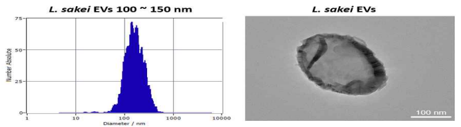 세포외소포체의 Characterization (좌: NTA/ 우: TEM)