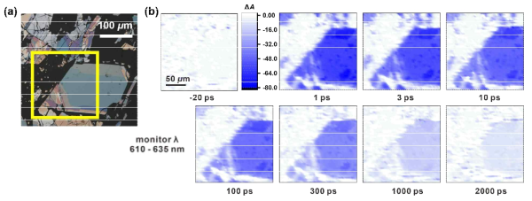 (a) 광학 현미경으로 관측한 모델 시료의 이미지. (b) 초고속 흡광 현미경을 통해 관측한 시간에 따른 흡광 변화 이미지. 관측을 진행한 위치는 광학 이미지 (a)에 표시된 부분에 해당한다