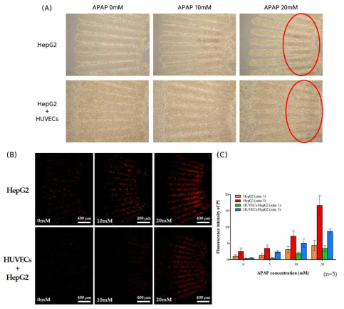 Liver-on-a-chip에서의 아세트아미노펜 (acetaminophen, APAP)에 의한 간 독성 평가 결과 (A) 아세트아미노펜 24시간 처리 후 현미경 촬영 사진, (B) 아세트아미노펜 처리 후 PI 형광 이미지, (C) APAP 농도에 따른 구역별 세포 생존력 비교