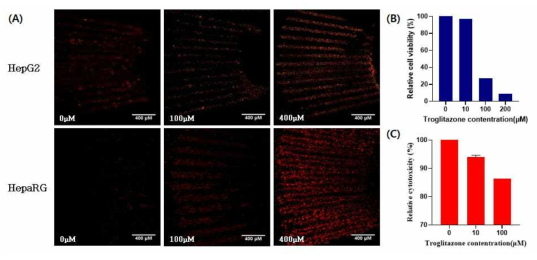 Liver-on-a-chip에서 Troglitazone에 의한 간독성평가 결과 (A) Troglitazone 24시간 처리 후 PI 형광 이미지 (HepG2 및 HepaRG 세포); (B) Troglitazone 농도에 따른 HepG2 세포 생존율 비교; (C) Troglitazone 농도에 따른 HepG2 세포의 세포독성 비교