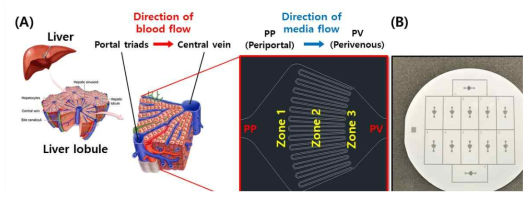 (A) 간 소엽(liver lobule) 미세구조 모방 liver-on-a-chip의 AutoCAD design;(B) Liver-on-a-chip 주형(mold) 사진