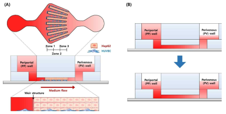 (A) Liver-on-a-chip 입체 모식도; (B) Liver-on-a-chip의 배지 주입 방식