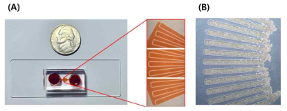 (A) 실제 liver-on-a-chip 완성 사진 및 물감 주입 후 칩 내 사진; (B) 칩 내 HepG2 주입 후 사진