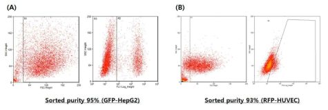 (A) GFP-positive fluorescent HepG2 세포; 및 (B) RFP-positive fluorescent HUVEC의 FACS sorting 결과