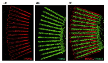 (A) RFP-HUVEC 단독배양; (B) GFP-HepG2 단독배양; (C) RFP-HUVEC과 GFP-HepG2 공동배양 후 IXM-C 이미징 결과