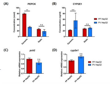 (A) PEPCK 단백질 측정 결과; (B) CYP2E1 단백질 측정 결과; (C) pck2 유전자 발현 측정 결과; (D) cyp2e1 유전자 발현 측정 결과