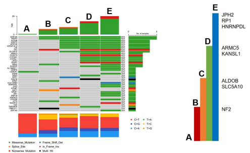 Multi-region whole exome sequencing 결과를 oncoplot으로 그래프화 하였음. 각 region에서 somatic mutation의 차이를 보임. 병변의 invasion depth에 따라서 singnificantly deleterious mutation (SDM)이 증가하는 양상을 보임