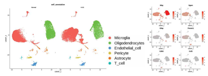 단일세포 전사체 분석을 통한 CA1과 CA3-DG에서 cell annotation 분석 결과