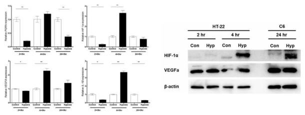 qRT-PCR analysis and Western blot after hypoxia in HT-22 and C6 cell line. Expression pattern of hypoxic as well as inflammatory markers alteration under hypoxic condition was analyzed using qRT-PCR (n=4) an d western blot (n=3). mRNA expression ratio was normalized by β-actin, housekeeping gene