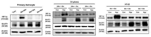 다양한 세포에서 OGD/R처리 후 HIF-1a pathway에 관련된 단백질 발현