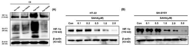 다양한 세포주에서 SAHA 처리 후 HIF-1a 및 GLUT1의 단백질 발현