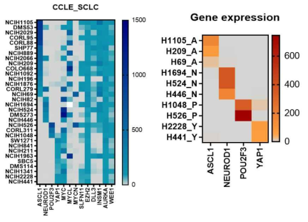 CCLE DB기반 SCLC 세포주 subtype 발현(좌) 및 대표 세포주 10개 선택(우), 해당 10개 세포주에 대한 WTS 전사체 분석 결과