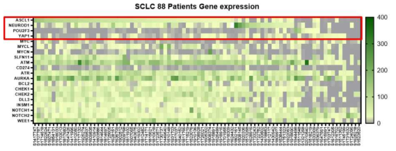소세포폐암 환자 88명에 대한 유전자발현 결과 (일부)