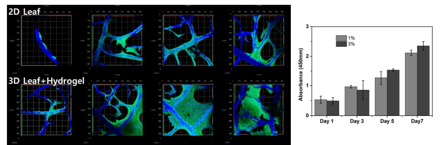 잎맥-알지네이트 3차원 복합지지체 형광현미경 이미지와 CCK-8 assay