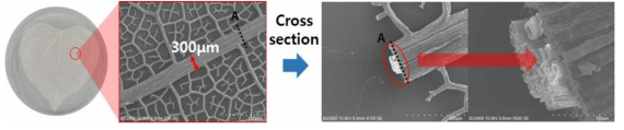 탈세포화 식물유래 지지체의 표면 이미지(SEM) 및 관 구조 형성 특징 관찰