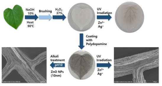 300μm 직경 식물 잎맥 추출과 ZnO 나노입자 코팅 방법