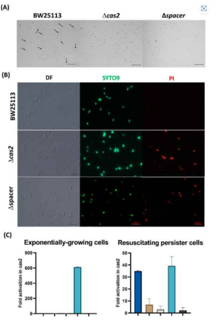 Inactivating CRISPR-Cas eliminates persister cell resuscitation by activating cryptic prophage lytic proteins,causing cell death (Song et al., 2022)