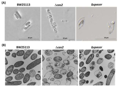 CRISPR-Cas prevents cell lysis induced by cryptic phages. (A) Single cell persister waking of BW25113 Dcas2 and the Dspacer mutant on M9 0.4% glucose agar plates incubated at 37°C for 4 hours. The scale bar indicates 10µm. (B) TEM image for persister waking of BW25113 Dcas2 and the Dspacer mutant. Persister cells were resuscitated by M9 0.4% glucose for 10 min. One representative image is shown. The scale bar indicates 1 µm