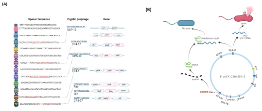 E. coli CRISPR-Cas spacer sequences and lytic gene inhibition mechanism (Song et al., 2022). (A) The 14 repeat (R, hexagon) and 13 spacer (squares) sequences of the CRISPR-Cas system (from the iap to cas2 part of the E. coli genome) showing the cryptic prophage spacer matches (red text) and prophage DNA protospacer sequences (blue text), which include matches to seven of the nine cryptic prophages (CPS-53, CP4-6, Rac, Qin, CP4-57, DLP-12, and e14). Matches indicate mRNA binding to spacer sequences (Figure S8). Pink highlights and pink dashed lines indicate the spacer positions relative to the cryptic prophage genes. (B) A schematic for a hypothetical mechanism by which CRISPR-Cas controls cryptic phage lytic genes