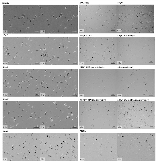 Single-cell persister waking after producing phoB and phoU, after deleting alpA, after producing alpA, and after removing glucose (no nutrients)