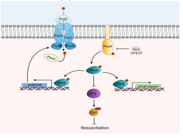 Schematic of the impact of phosphate sesing and cryptic prophage AlpA on persister cell resuscitation (Song et al., 2021)
