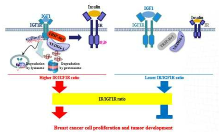 TRIP-Br1 종양유전자의 IR/IGF1R 발현 및 비율 조절을 통한 항암 기전 연구