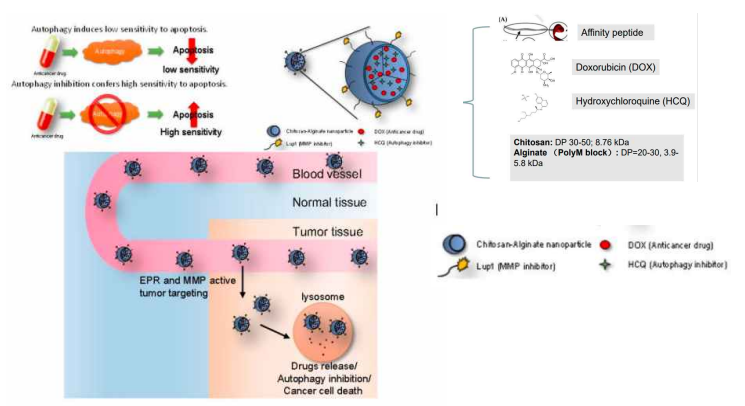 MMP를 타겟화 한 chitosan-alginate 나노입자를 이용한 항암 기전 연구