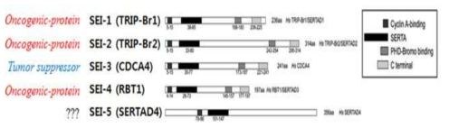 SEI 유전자군의 genomic structure