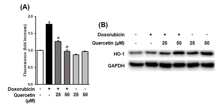 Quercetin의 doxorubicin 유도성 IMR-32 신경모세포종의 세포사멸에 대한 보호효과 (A) Intracellular ROS level. (B) Western blot result