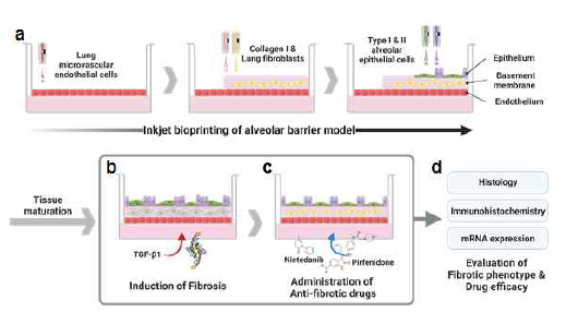 The alveolar barriers are fabricated by sequential inkjet bioprinting, and Fibrosis was induced by treatment with TGF-β1- Biomed Mater 2023