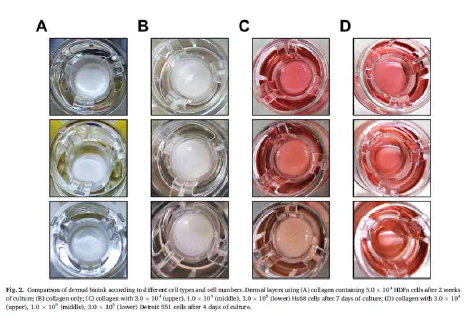 하이드로젤 바이오잉크 결과물 비교 - Bioprinting 2021