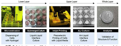 Fabrication of a 3D layered model by hybrid printing: A scheme of the entire 3D model generation process - Bioprinting 2021