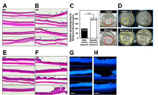 Demonstration of epidermal layers generated with/without inkjet printing. - Bioprinting 2021