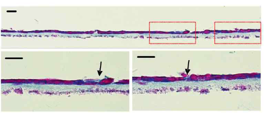 Microscopic cross-section image after Alcian blue and nuclear fast red staining. - Adv Sci 2021