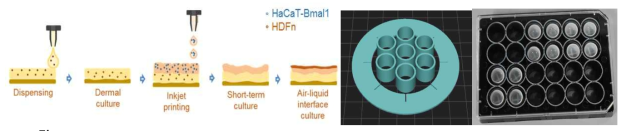 (Left) Printing of 3D circadian model using epidermal reporting cells (Right) 3D Printing-based tissue culture insert design and multiwell-based realtime monitoring