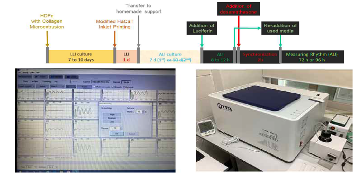 바이오프린팅 기반 유전자 조작한 세포를 이용한 맞춤형 3D 생체시계 모델의 제작 공정 및 측정 예시