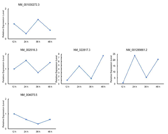주요 시계열 유전자들의 시간대별 변화 양상
